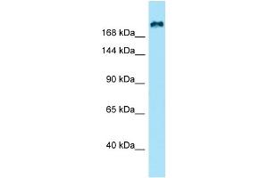 anti-Kinesin Family Member 21B (KIF21B) (N-Term) antibody