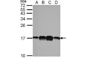 WB Image Sample (30 ug of whole cell lysate) A: 293T B: A431 C: HeLa D: HepG2 15% SDS PAGE antibody diluted at 1:1000