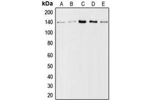 Image no. 3 for anti-Collagen, Type I, alpha 2 (COL1A2) (N-Term) antibody (ABIN2707434)