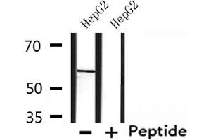 Image no. 1 for anti-Cholinergic Receptor, Nicotinic, gamma (CHRNG) (N-Term) antibody (ABIN6260828)