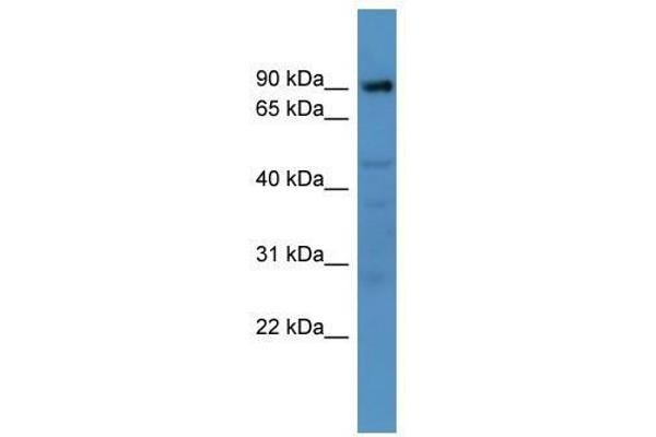 anti-ADAM Metallopeptidase Domain 22 (ADAM22) (N-Term) antibody