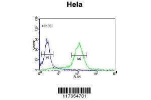 Image no. 3 for anti-Stress-Induced-phosphoprotein 1 (STIP1) (AA 461-488), (C-Term) antibody (ABIN389319)