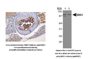 Image no. 3 for anti-NLR Family, Pyrin Domain Containing 2 (NLRP2) (Internal Region) antibody (ABIN363674)