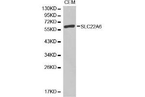 Image no. 1 for anti-Solute Carrier Family 22 Member 6 (SLC22A6) antibody (ABIN3022597)