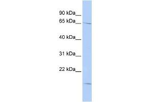 Image no. 1 for anti-RAN Binding Protein 3 (RANBP3) (N-Term) antibody (ABIN2787721)