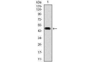 Image no. 5 for anti-Heat Shock Protein 90kDa alpha (Cytosolic), Class A Member 1 (HSP90AA1) antibody (ABIN969528)