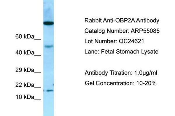 anti-Odorant Binding Protein 2A (OBP2A) (Middle Region) antibody