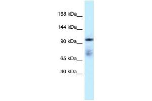 Image no. 1 for anti-Microtubule Associated Monoxygenase, Calponin and LIM Domain Containing 1 (MICAL1) (C-Term) antibody (ABIN926821)
