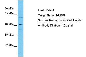 Image no. 1 for anti-Nucleoporin 62kDa (NUP62) (Middle Region) antibody (ABIN2791710)
