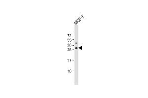Anti-POLR3G Antibody (C-term) at 1:1000 dilution + MCF-7 whole cell lysate Lysates/proteins at 20 μg per lane.