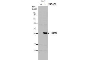 Image no. 3 for anti-Nuclear Receptor Subfamily 0, Group B, Member 2 (NR0B2) (Center) antibody (ABIN2856933)