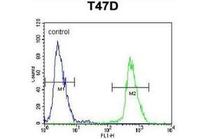 Image no. 3 for anti-Nucleoporin 210kDa (NUP210) (AA 209-239), (N-Term) antibody (ABIN953792)