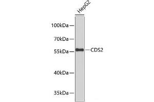 CDS2 抗体
