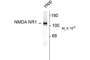 Image no. 1 for anti-NMDA Receptor 1 (NMDA R1) (AA 1-564), (N-Term) antibody (ABIN371829)
