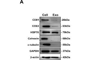 Image no. 7 for anti-CD81 (CD81) (Center) antibody (ABIN2855163)