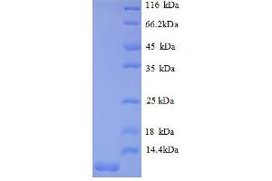 Image no. 1 for Chemokine (C-X-C Motif) Ligand 2 (CXCL2) (AA 28-100), (full length) protein (His tag) (ABIN1046726)
