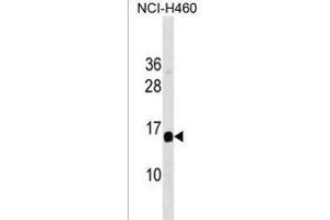 GAPT 抗体  (AA 84-112)
