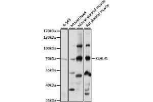 Kelch-like protein 41 (KLHL41) (AA 1-300) Antikörper