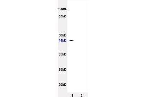Image no. 2 for anti-Cell Adhesion Molecule 1 (CADM1) (AA 365-442) antibody (ABIN738351)