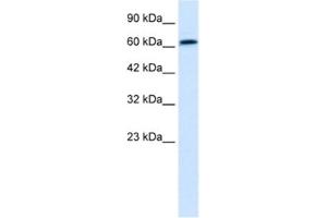 Image no. 1 for anti-PC4 and SFRS1 Interacting Protein 1 (PSIP1) antibody (ABIN2461013)