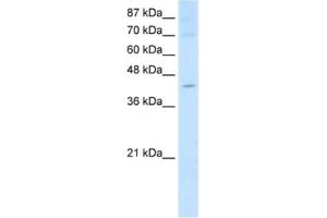 Image no. 1 for anti-Nuclear RNA Export Factor 5 (NXF5) antibody (ABIN2462318)