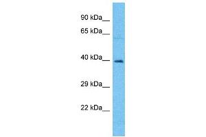 Image no. 1 for anti-Olfactory Receptor, Family 4, Subfamily A, Member 15 (OR4A15) (N-Term) antibody (ABIN2774563)
