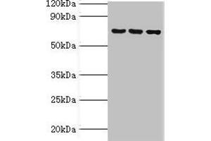 ABCF2 Antikörper  (AA 1-250)