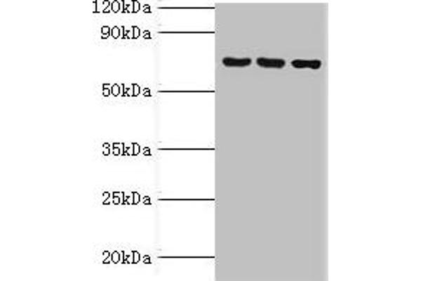 ABCF2 抗体  (AA 1-250)