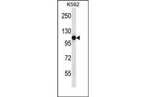 Image no. 1 for anti-Sema Domain, Immunoglobulin Domain (Ig), Transmembrane Domain (TM) and Short Cytoplasmic Domain, (Semaphorin) 4C (SEMA4C) (AA 791-821), (C-Term) antibody (ABIN954722)