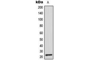 Image no. 2 for anti-CDC42 Effector Protein (Rho GTPase Binding) 2 (CDC42EP2) (N-Term) antibody (ABIN2707411)
