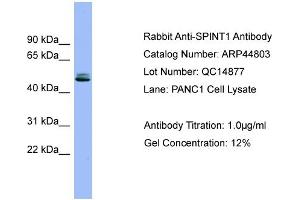 Image no. 2 for anti-serine Peptidase Inhibitor, Kunitz Type 1 (SPINT1) (Middle Region) antibody (ABIN2782016)