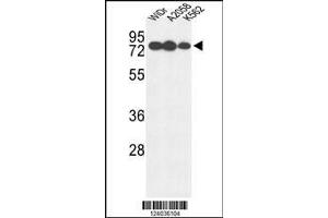 Image no. 3 for anti-Glucuronidase, beta (GUSB) (AA 335-362) antibody (ABIN653297)