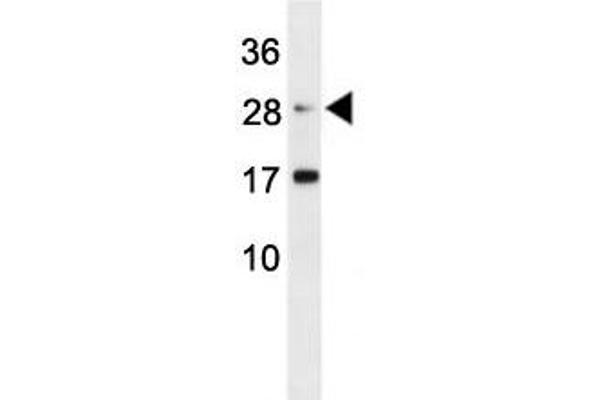 EPO anticorps  (AA 20-48)