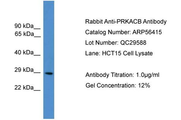 anti-Protein Kinase, CAMP Dependent, Catalytic, beta (PRKACB) (N-Term) antibody