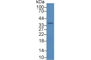 Image no. 2 for anti-Inhibitor of KB Kinase beta Interacting Protein (IKbIP) (AA 80-315) antibody (ABIN1859321)