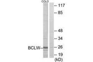 Image no. 1 for anti-BCL2-Like 2 (BCL2L2) (AA 131-180) antibody (ABIN1534430)