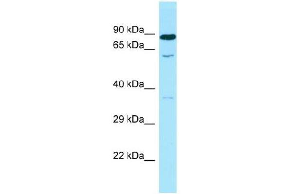 anti-Spermine Oxidase (SMOX) (C-Term) antibody