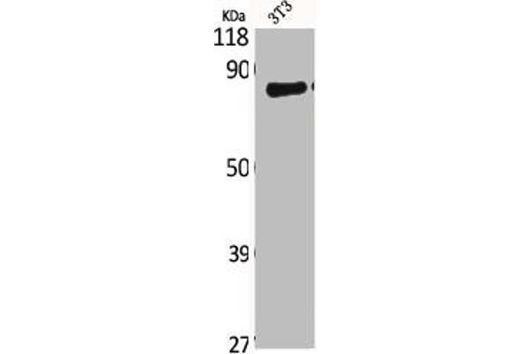 CLCN4 antibody  (Internal Region)