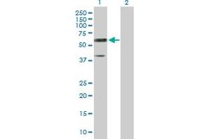 Image no. 1 for anti-Reticulon 2 (RTN2) (AA 1-472) antibody (ABIN519928)