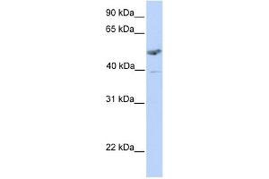 ST3GAL1 抗体  (C-Term)