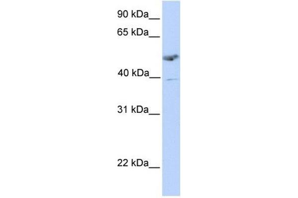 ST3GAL1 抗体  (C-Term)