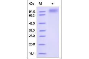 Image no. 2 for CD22 Molecule (CD22) (AA 176-687) (Active) protein (His tag) (ABIN2180726)