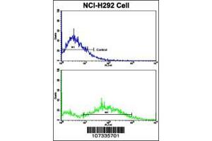 Image no. 3 for anti-Cyclin E1 (CCNE1) (AA 373-402), (C-Term) antibody (ABIN390209)
