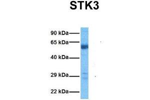 Image no. 4 for anti-serine/threonine Kinase 3 (STK3) (C-Term) antibody (ABIN2783469)