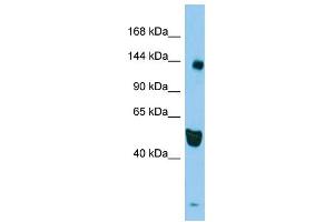 Image no. 1 for anti-RAS Protein Activator Like 2 (RASAL2) (N-Term) antibody (ABIN2790684)