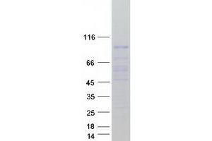 PIWIL4 Protein (Myc-DYKDDDDK Tag)