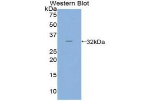 Image no. 1 for anti-Prostaglandin E Synthase 2 (PTGES2) (AA 144-384) antibody (ABIN1860350)