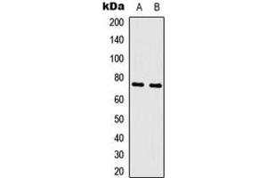 Image no. 3 for anti-V-Myb Myeloblastosis Viral Oncogene Homolog (Avian) (MYB) (N-Term) antibody (ABIN2707377)