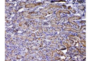 Image no. 4 for anti-Nephroblastoma Overexpressed (NOV) (AA 334-357), (C-Term) antibody (ABIN5518938)