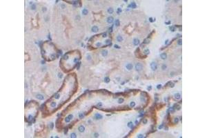 Image no. 3 for anti-Fibroblast Growth Factor Receptor-Like 1 (FGFRL1) (AA 164-374) antibody (ABIN1858882)